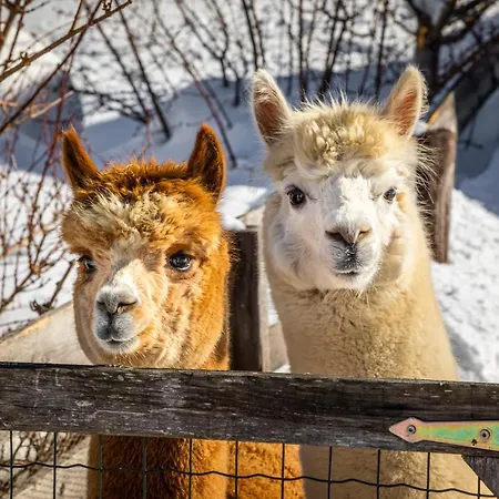 Apartament Baby- Und Kinderbauernhof Montaning *