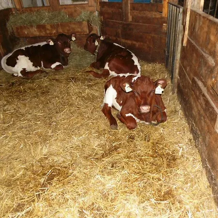 Baby- Und Kinderbauernhof Montaning Forstau (Salzburg)