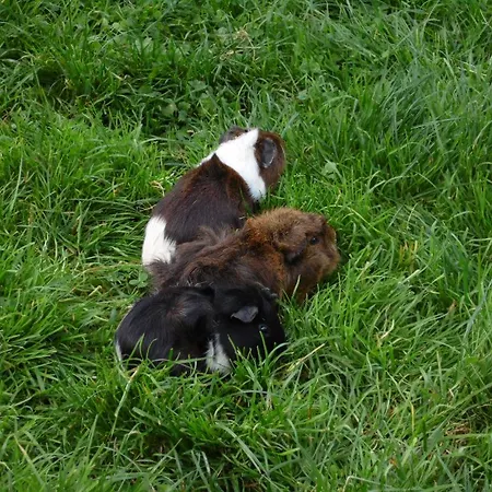 Baby- Und Kinderbauernhof Montaning Apartament Forstau (Salzburg)