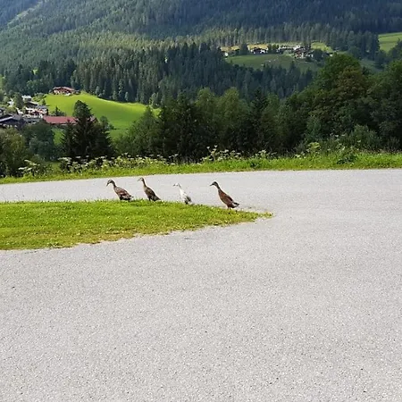 Baby- Und Kinderbauernhof Montaning Forstau (Salzburg)