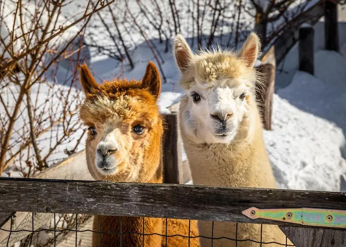 Lägenhet Baby- Und Kinderbauernhof Montaning *